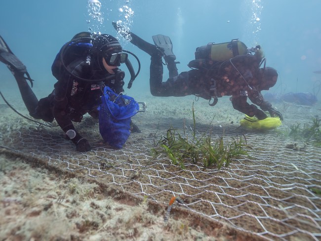 riforestazione marina