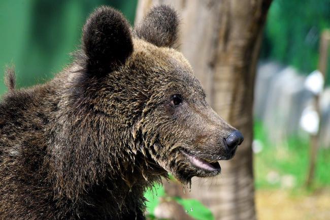 L orso romano 