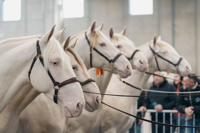 fieracavall 2023 ennevifoto veronafiere